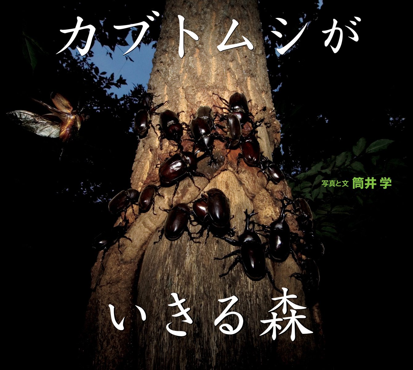 写真絵本 カブトムシが生きる森 小学館の図鑑neoの科学絵本 筒井 学 本 通販 Amazon