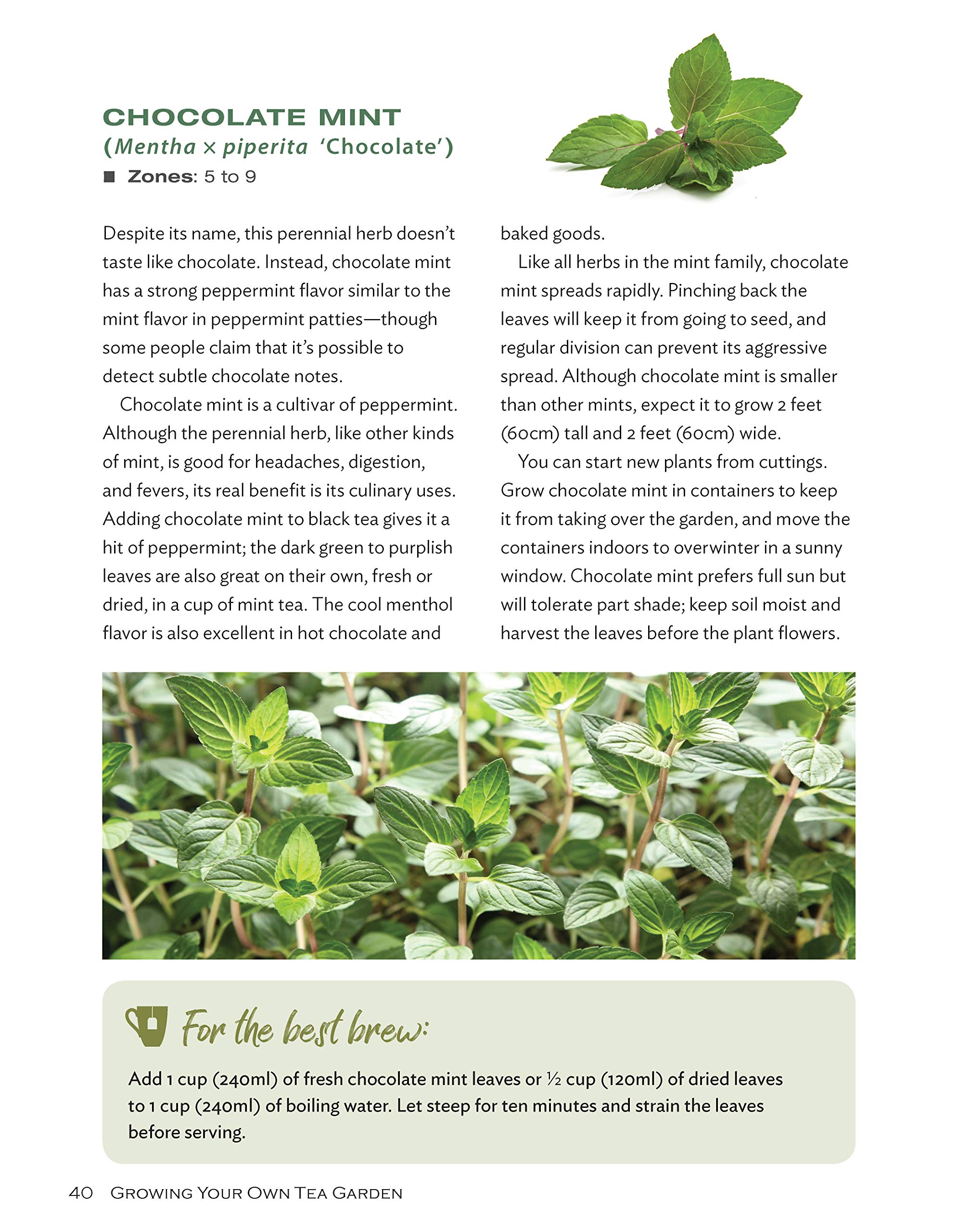 Growing Your Own Tea Garden: The Guide to Growing and Harvesting Flavorful Teas in Your Backyard (CompanionHouse Books) Create Your Own Blends to Manage Stress, Boost Immunity, Soothe Headaches & More Apr 9, 2019