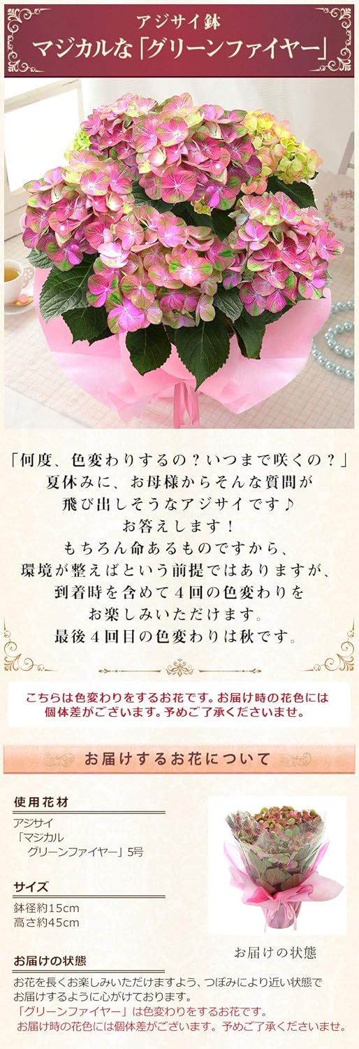 Amazon Bunbunbee 母の日 アジサイ鉢 マジカルな グリーンファイヤー 卓上用品 オンライン通販