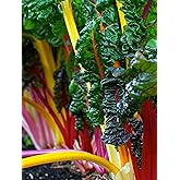 100+ Heirloom Rainbow Mix Swiss Chard Seeds - Non-GMO, Easy to Grow, Delicious and Nutritious