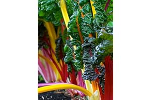 OHIO HEIRLOOM SEEDS 100+ Heirloom Rainbow Mix Swiss Chard Seeds - Non-GMO, Easy to Grow, Delicious and Nutritious