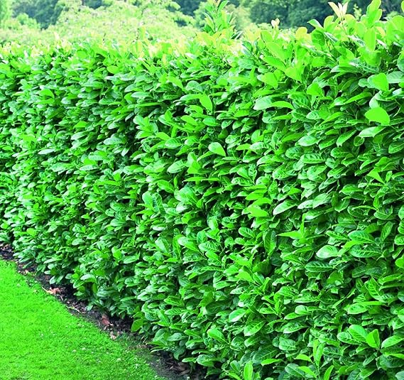 Prunus Rotundifolia Cherry Laurel Hedging Plants 23ft Pack of 5