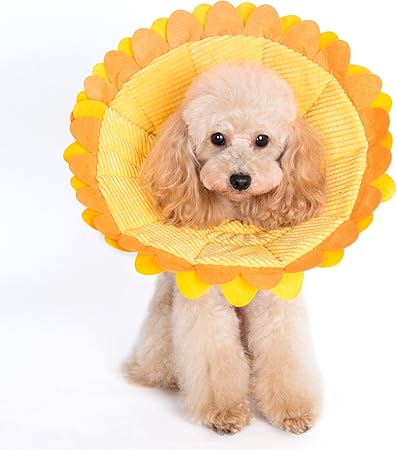 toy poodle collar size