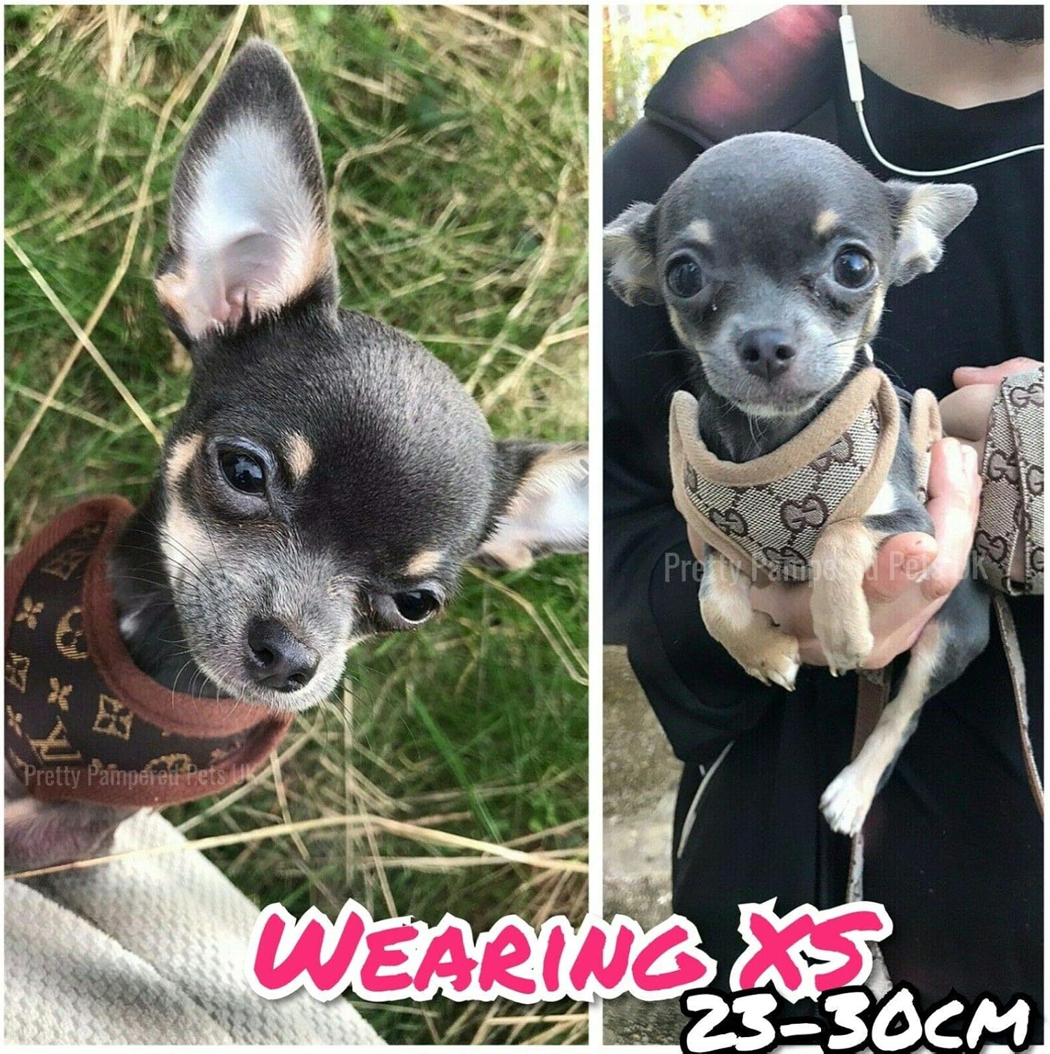teacup chihuahua harness