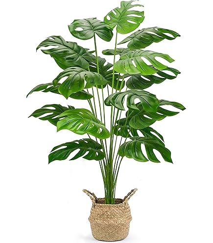 weeping fig indoor plants Twisted Weeping Fig | Exotica