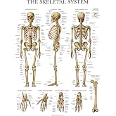 Palace Learning Skeletal System Anatomical Chart - LAMINATED - Human Skeleton Anatomy Poster (18" x 24")