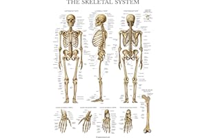 Palace Learning Skeletal System Anatomical Chart - LAMINATED - Human Skeleton Anatomy Poster (18" x 24")