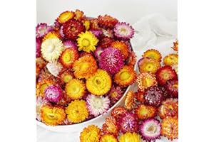JTODER Natural Dried Daisy Flowers Heads - 30~40 Pcs Gerbera Daisies Real Sunflowers Chrysanthemum, Dry Flower Arrangements for Wedding Decor, Home Party Decoration and DIY Craft (Multi Colors)