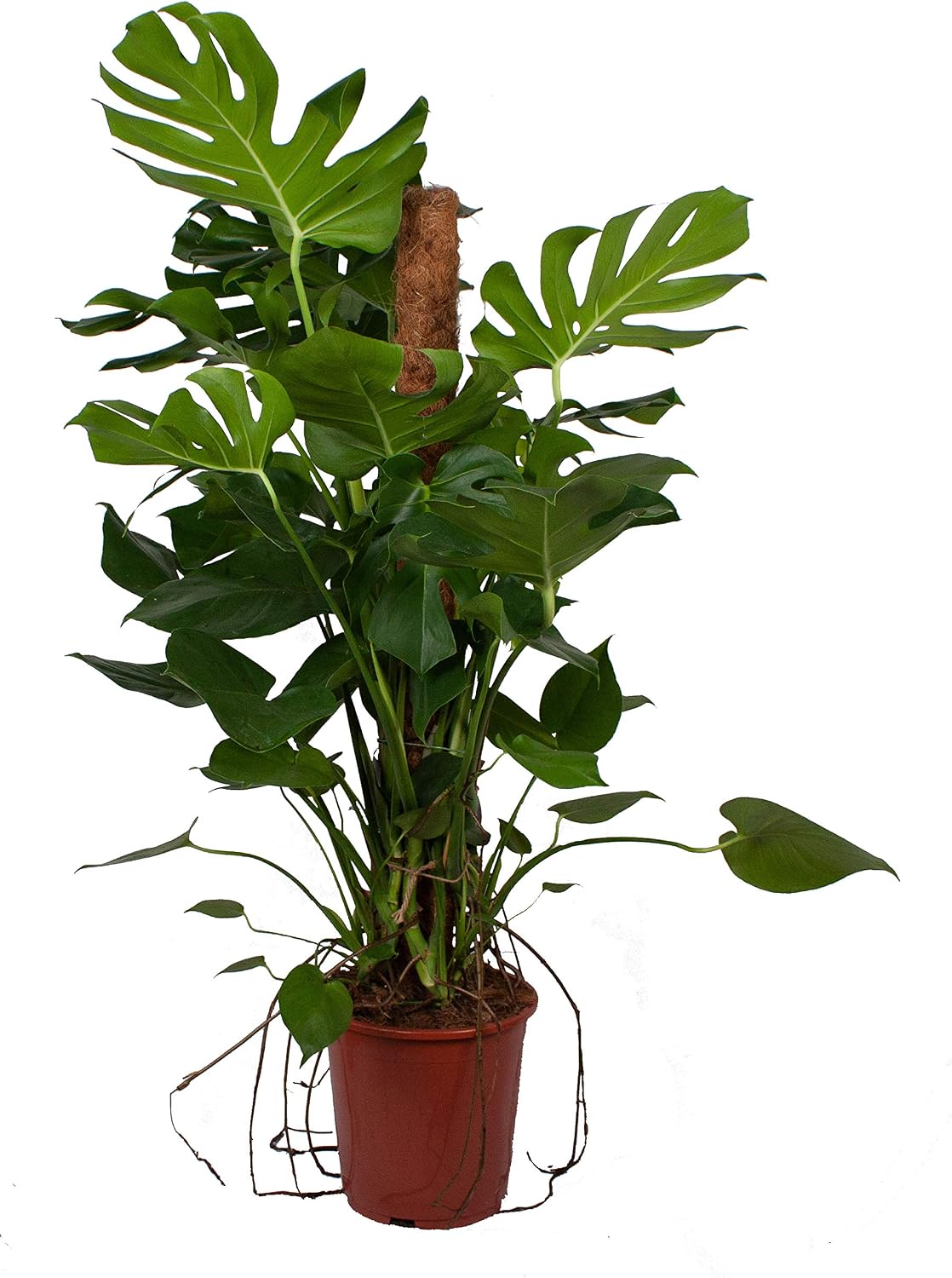 Planta de interior de Botanicly – Hoja de ventana – Altura: 120 cm ...