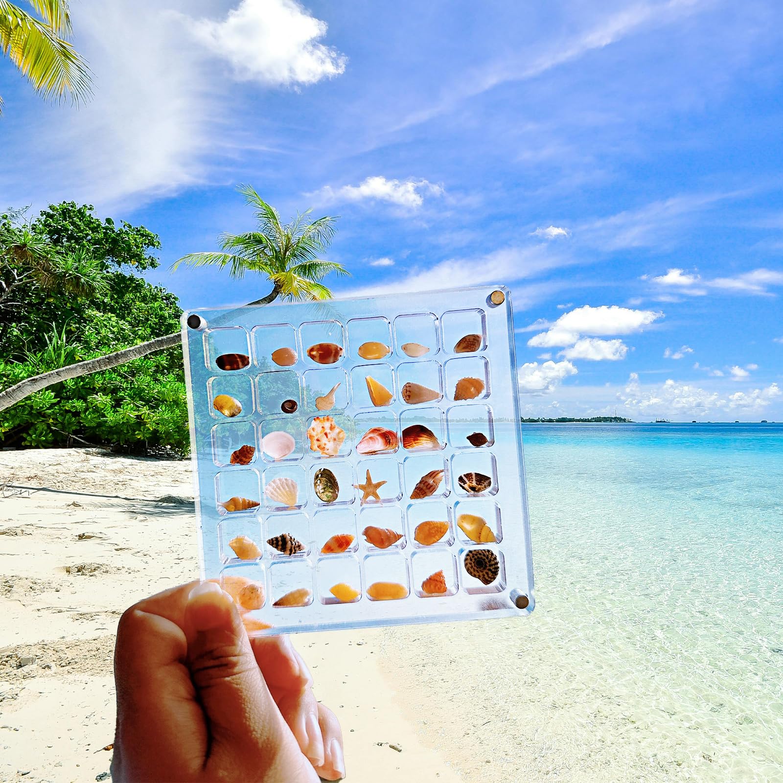 Photo 1 of RAKDSYMC Acrylic Magnetic Seashell Display Box, 36 Grids, Clear, Tropical Style, Seashell Storage Box, 4.6 x 4.6 x 0.39 inches