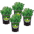 Bonnie Plants Lemon Balm Live Herb Plants - 4 Pack, Perennial In Zones 5 to 9, For Lemon Flavor In A Variety Of Dishes & Teas