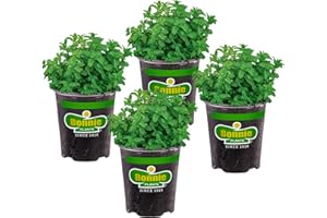 Bonnie Plants Lemon Balm Live Herb Plants - 4 Pack, Perennial In Zones 5 to 9, For Lemon Flavor In A Variety Of Dishes & Teas