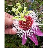 Amazon Com 30 Pcs Passiflora Seeds Passiflora Blue Horizon Passionfruit Flower Seeds Garden Outdoor