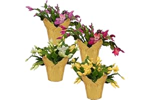 THE THREE COMPANY Live Flowering Zygocactus - Assorted Colors, 4 Pack - Beautiful Thanksgiving/Christmas Cactus - 5" Tall by 5" Wide in 1 Pt Pot with Deco Cover