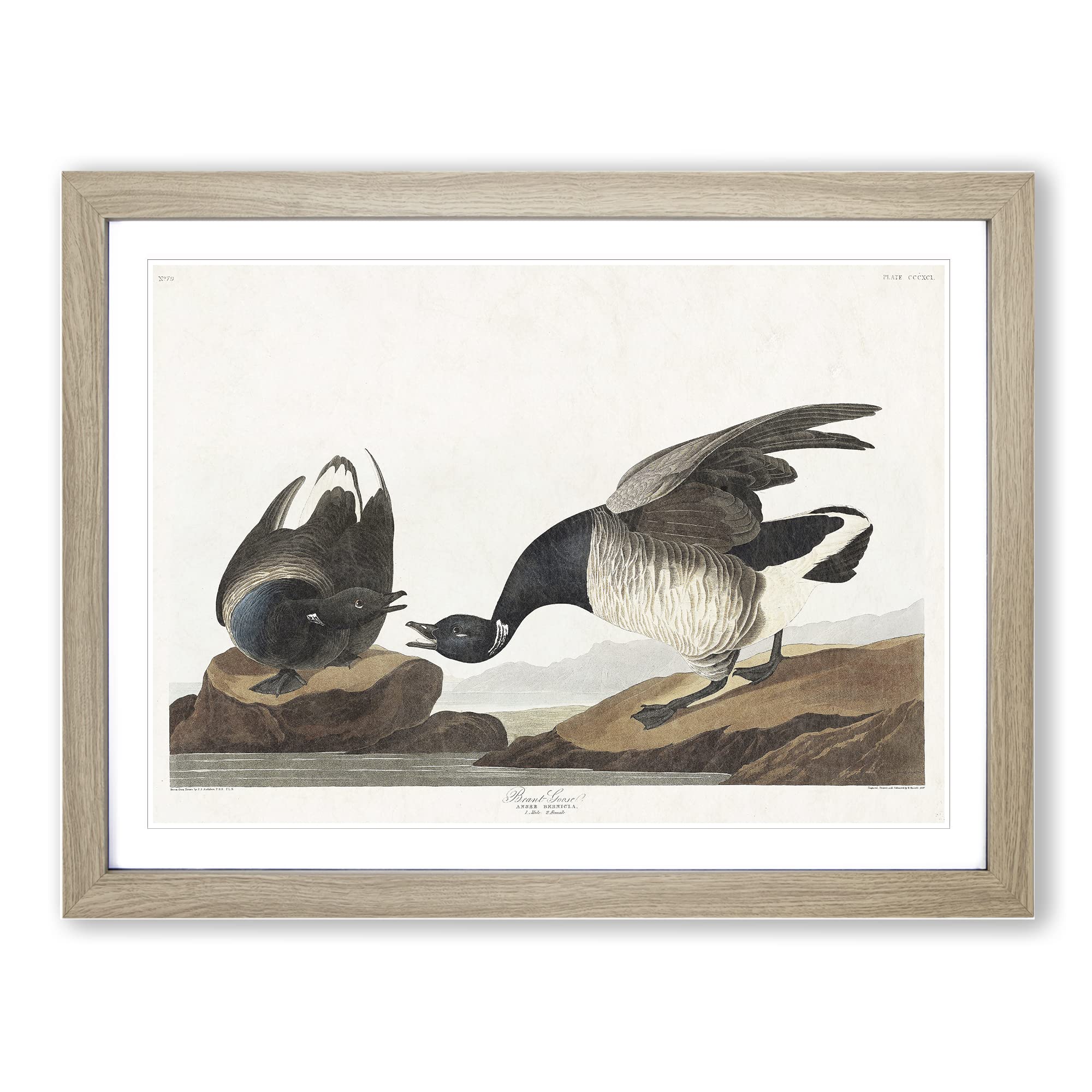 Brant Geese By John James Audubon Vintage Framed Print | A3 Oak Framed Wall Art | Ready to Hang | Classic Nature Picture | Living Room Bedroom Lounge Office