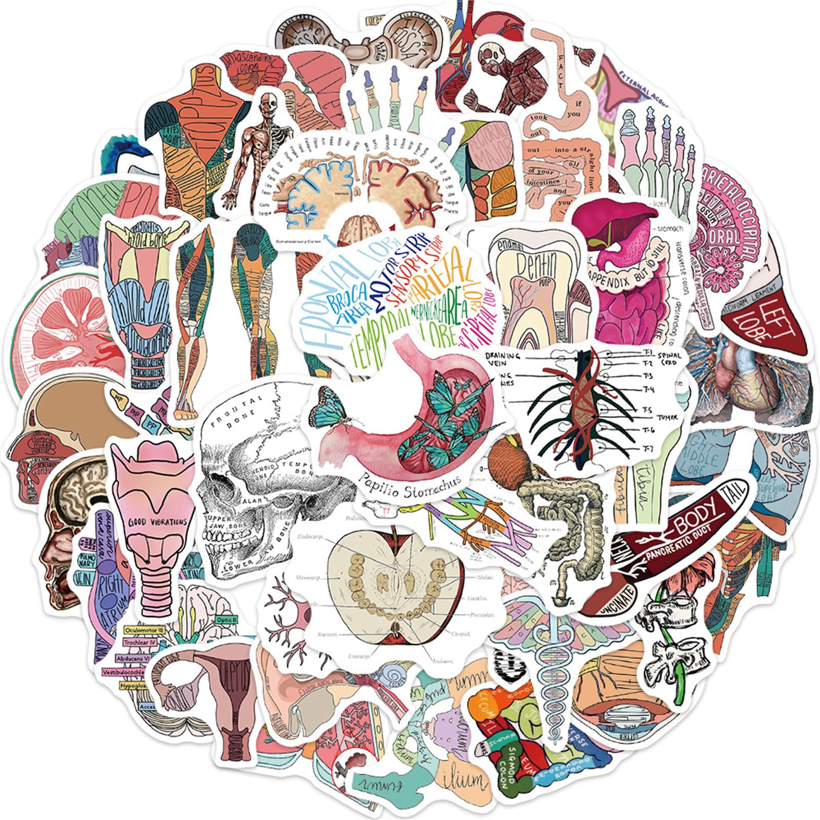 Humanities Study Sticker Mua 50Pcs Biology Human Body Organ Stickers Human Anatomy and ...