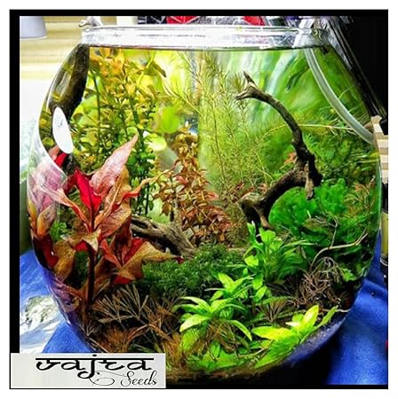Aquarium Colourfull Plants & Random Aquatic Water Grass Mixed 150+ Seeds Packet