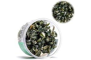 Ultum Nature Systems Live Tissue Culture - Bucephalandra Brownie Phoenix - Easy, Low-Med Light - Dark Green, Red, Purple Accent - Foreground to Midground - 100% Snail Free Grown in-Vitro - Small Cup