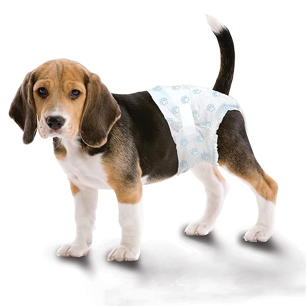 FOUR PAWS WEE-WEE SUPER ABSORBENT DISPOSABLE ADJUSTABLE DOG POTTY TRAINING DIAPERS, LEAK-PROOF PROTECTION FOR PUPPIES AND MEDIUM DOGS, EXTRA SMALL, 12 COUNT