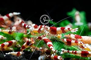 Live Aquarium Shrimp – Premium Grade Neocaridina & Caridina (Blue Dream/Red/Goldenback/Rili/Crystal Black/Amano) by Swimming Creatures™ (10 Premium Crystal RED)