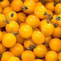 Amazon.com : Super Sweet 100 Hybrid Tomato Seeds (20 Seed