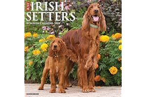 Willow Creek Press Irish Setters Monthly 2024 Wall Calendar (12" x 12")