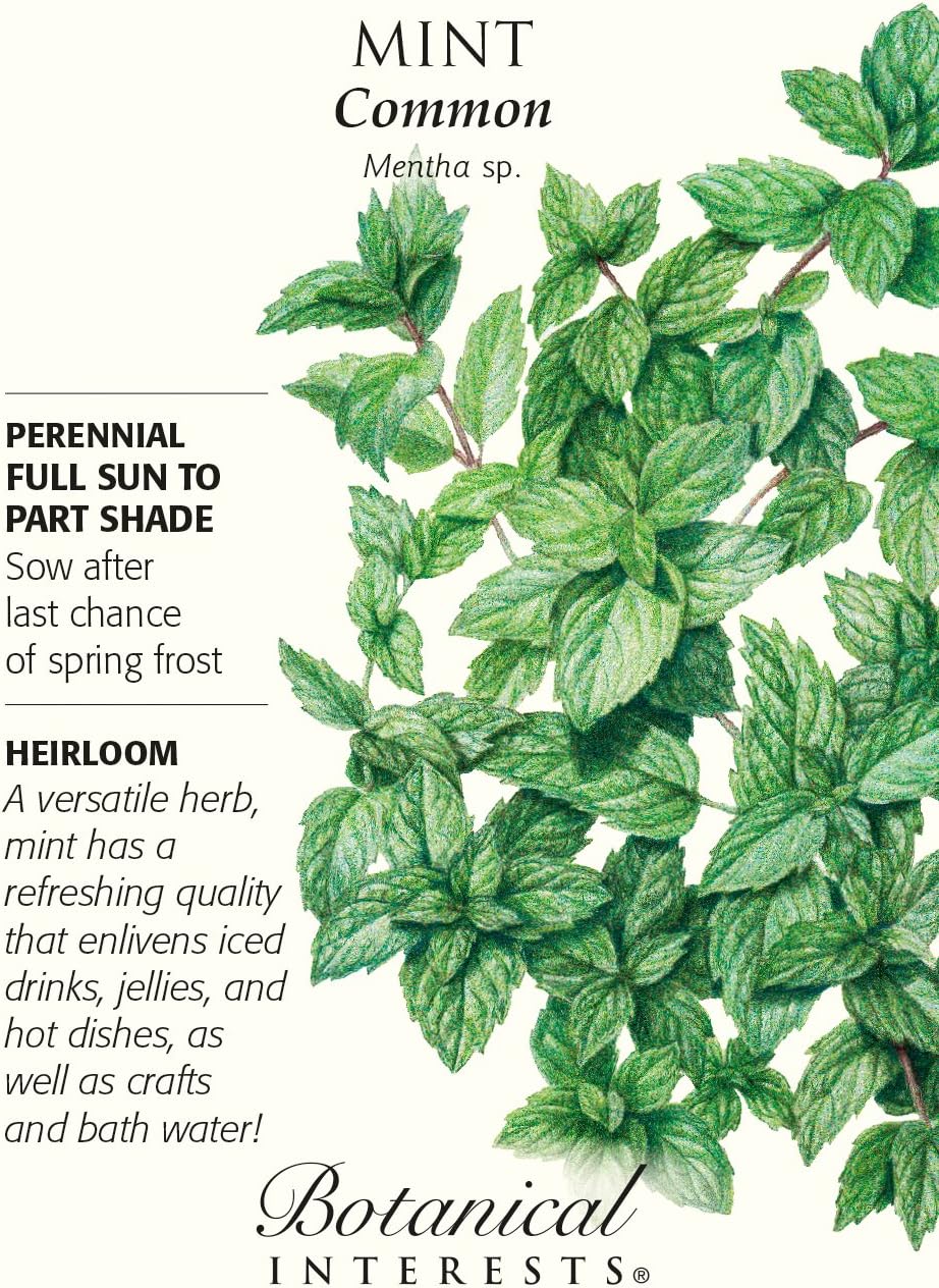 Common Mint Heirloom Seeds - 25 Milligrams
