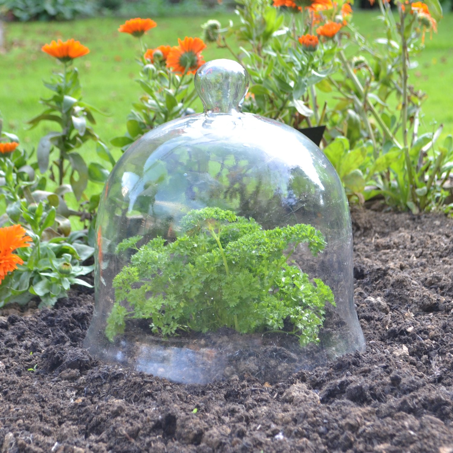 Extra Large Garden Cloche Fasci Garden
