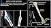 Skeletal Anatomy 3D - Quiz and Reference