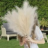 Woltoy Pampas Grass 5 Pcs Dried Look Artificial Stems 96cm Beige Boho view 6