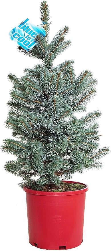 Picea Pungens Baby Blue Baby Blue Blue Spruce Evergreen 3 Size Container Amazon Ca Everything Else