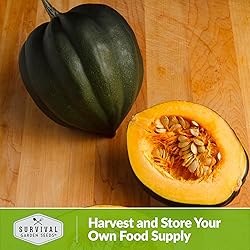 Table King Acorn Squash Seed for Planting - 5