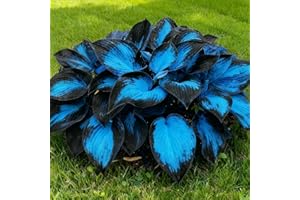 GENERIC Hosta Seeds, 200+ Blue Purple Red Hosta Seeds, Multi-Use Landscaping, Perennial Reliability & Stunning Foliage Variety, Transform Shadowy Corners into Lush Gardens, Premium Perennial Flower (Blue)