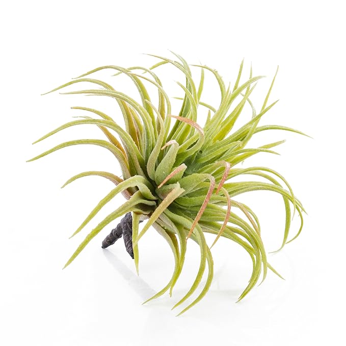 artplants - Künstliche Tillandsia Rubra Penny, grün-rot, 12cm - Kunst Bromelie/Plastikpflanze