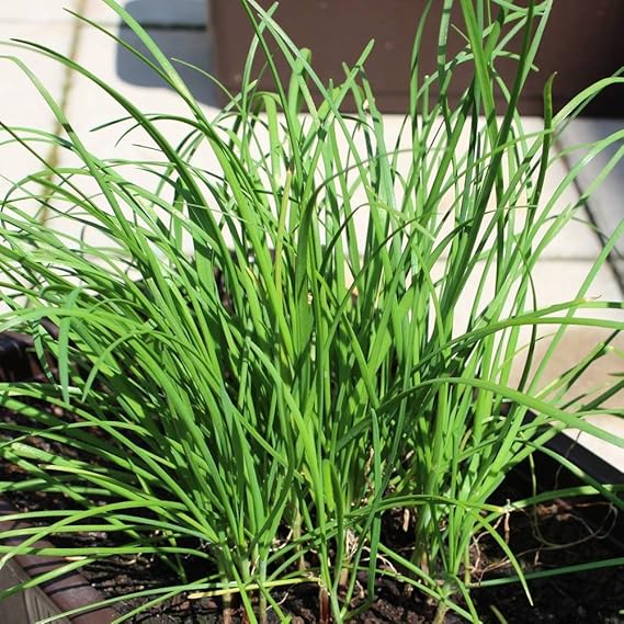 800 Samen Schnittknoblauch – Allium tuberosum, milder Knoblauchgeschmack