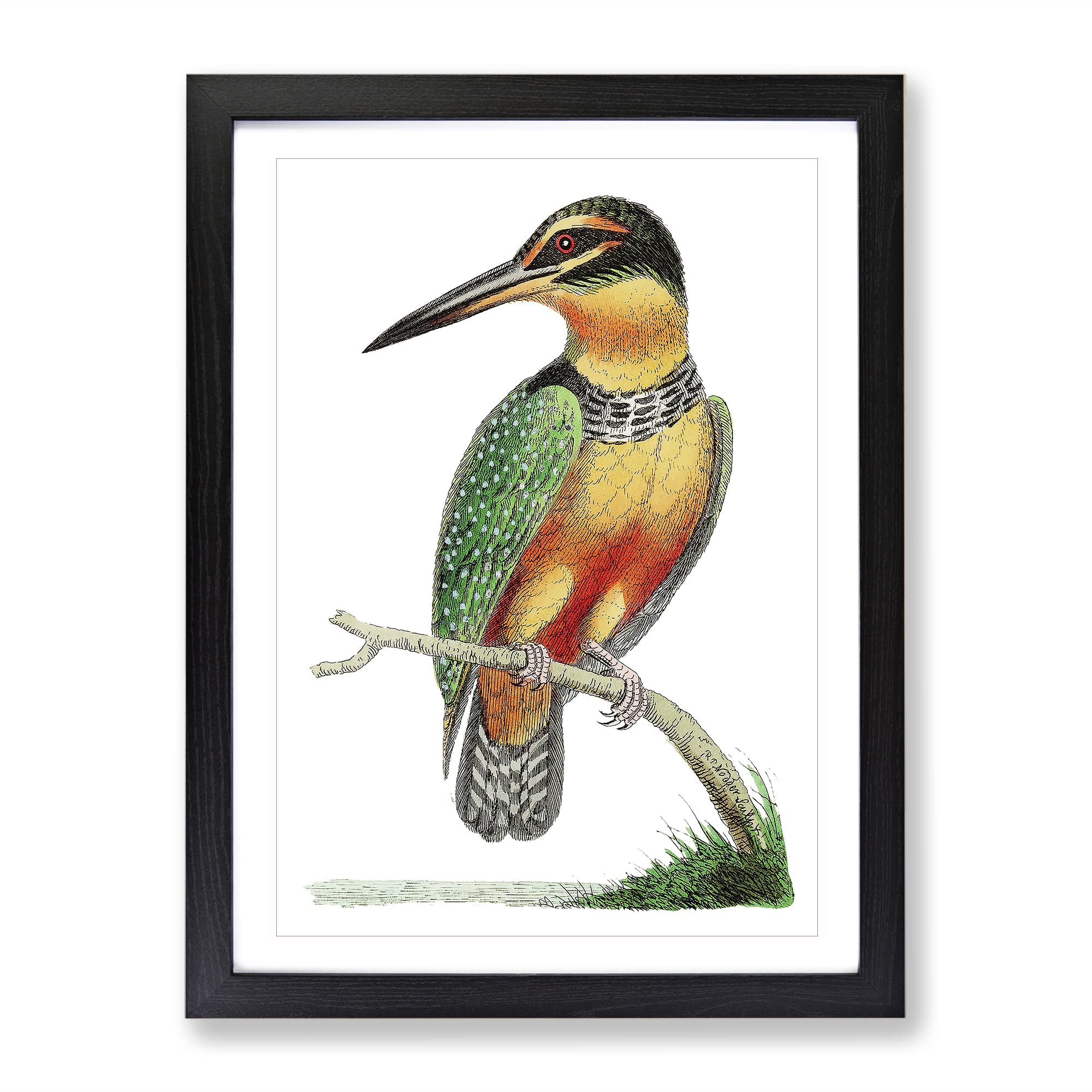 Spotted Kingfisher By George Shaw Vintage Framed Wall Art Print, Ready to Hang Picture for Living Room Bedroom Home Office Décor, Black A4 (34 x 25 cm)