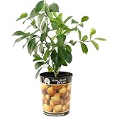 Garden State Bulb Meyer Lemon Tree, Citrus Live Plant (1 Gallon Growers Pot) Cannot Ship FL, AZ, CA, TX, LA