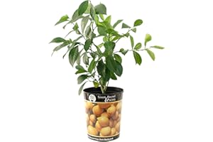 GSB GARDEN STATE BULB Garden State Bulb Meyer Lemon Tree, Citrus Live Plant (1 Gallon Growers Pot) Cannot Ship FL, AZ, CA, TX, LA