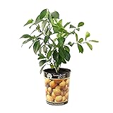 Garden State Bulb Meyer Lemon Tree, Citrus Live
