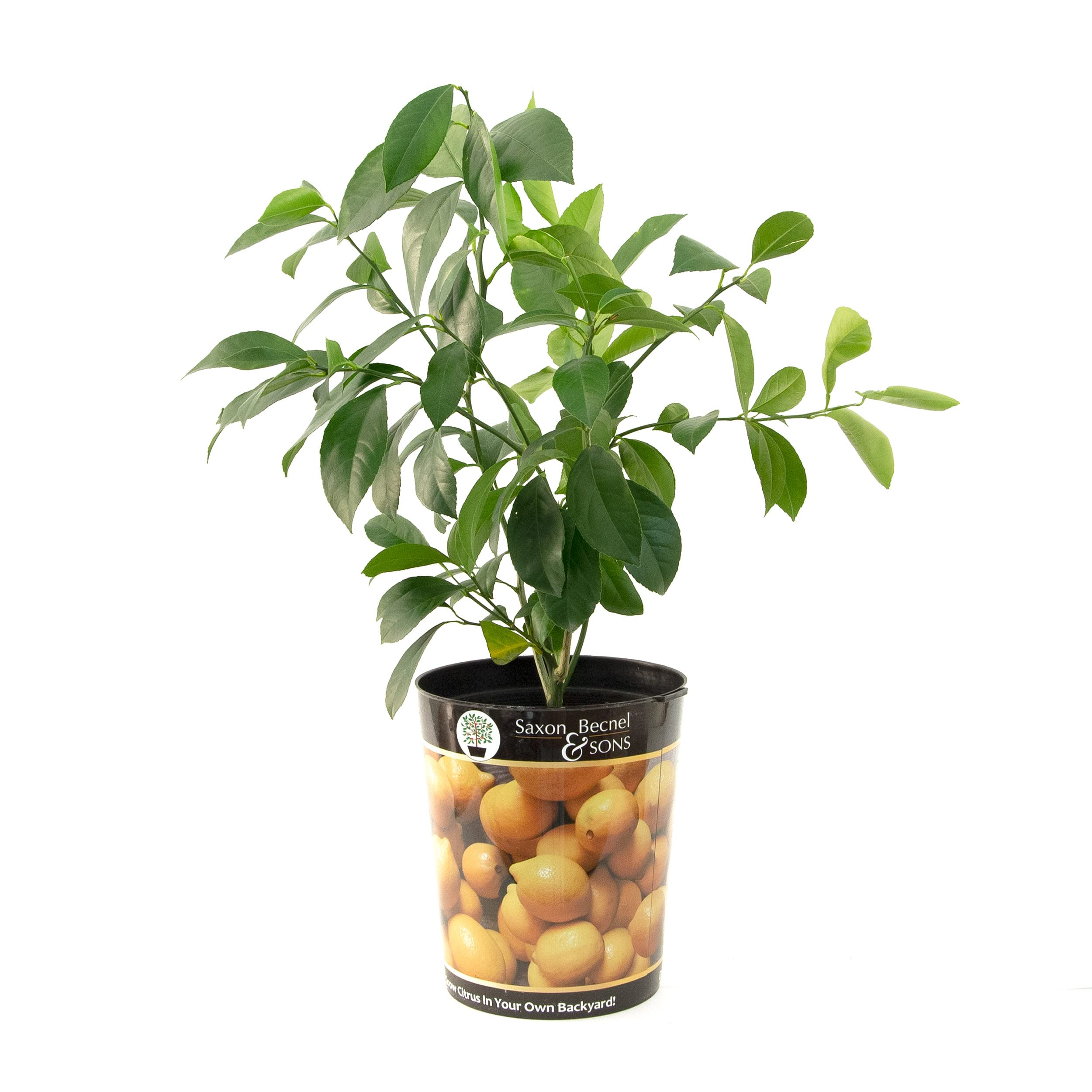 Garden State Bulb Meyer Lemon Tree, Citrus Live