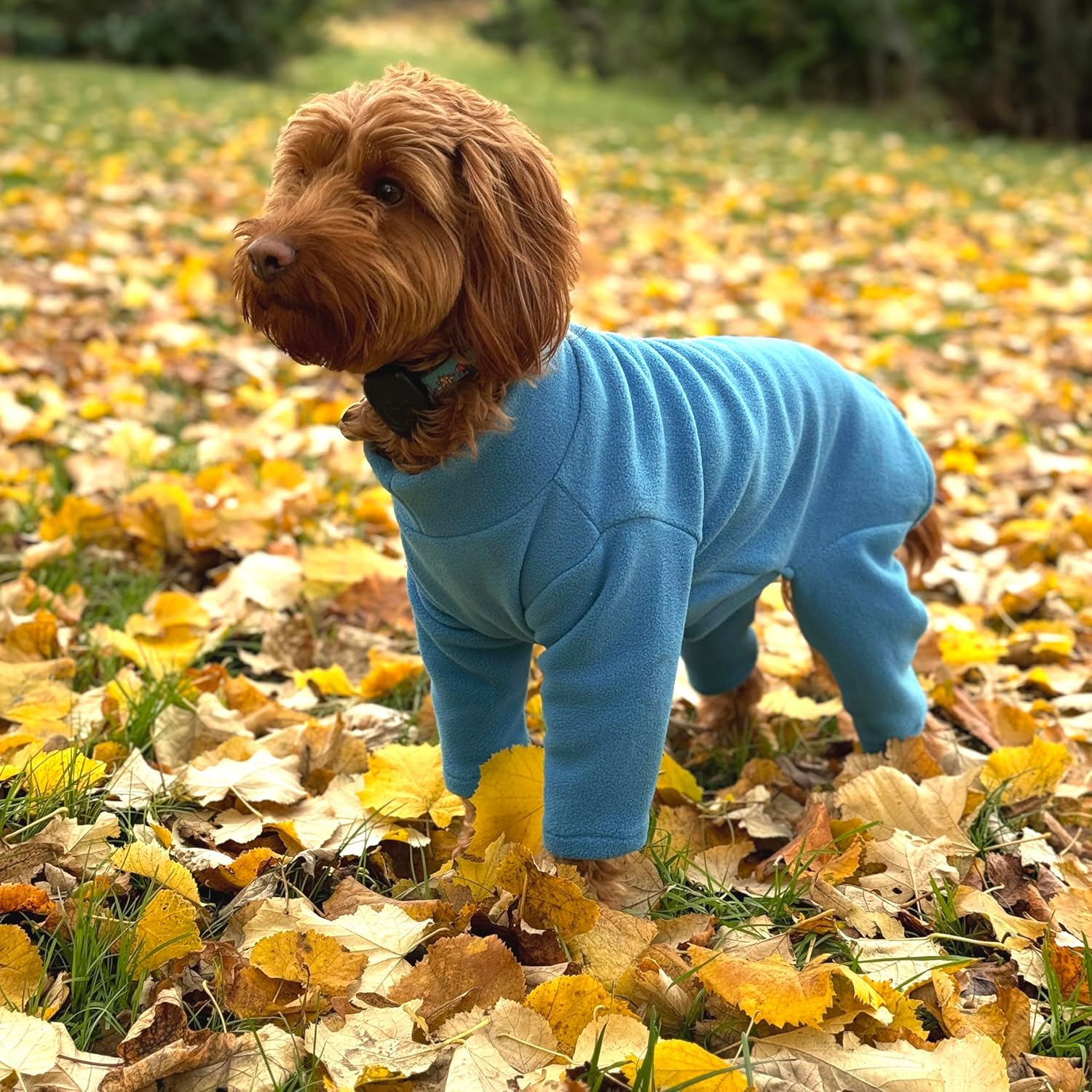 Warm Four-Legged Dog Fleece – Super Soft, Weather-Resistant, Available in a Range of Sizes and Colours (Teal, X-Large)