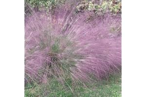 Outsidepride 500 Seeds Perennial Eragrostis Spectabilis Ornamental Love Grass Seed for Planting