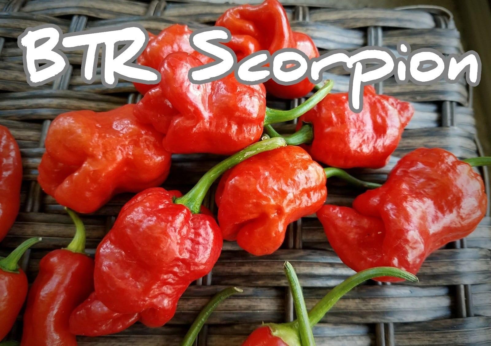 (25+) Butch T Reaper BTR Scorpion Pepper Seeds