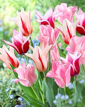 Amazon はなみどり かわいい桃色 2色咲きチューリップ 球根 2種球 各10球 球根