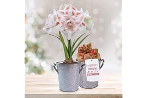 GSB GARDEN STATE BULB Garden State Bulb Galaxy Nymph Double Amaryllis Bulb Holiday Gift Kit, 26/28cm