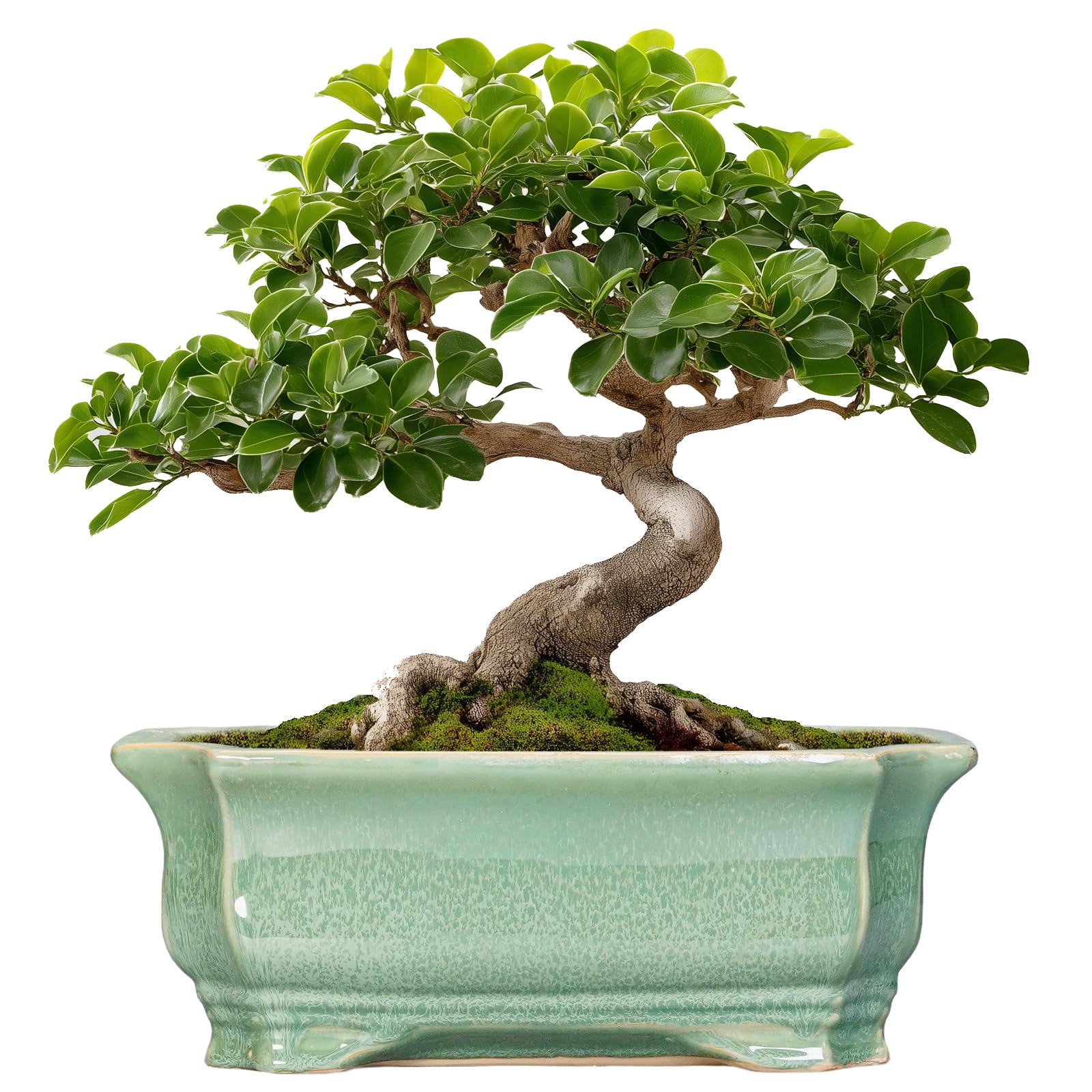 Photo 1 of (ONLY POT) Teagas Bonsai Tree Pot 11.6 Inch - Ceramic Succulent Pots, Bonsai Planter for Indoor Outdoor, Decorative Plant Pot with Drainage Hole, Rectangular Flower Pot, Home Garden Decor, Garden Gifts, Green
