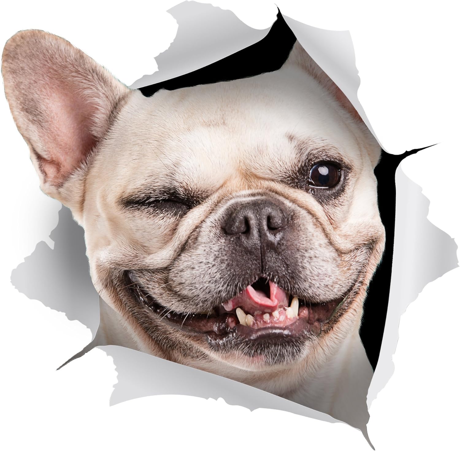 Winston & Bear - 2 Pack - 3D Dog Stickers - Winking French Bulldog Sticker for Wall Fridge, Toilet and More - Retail Packaged