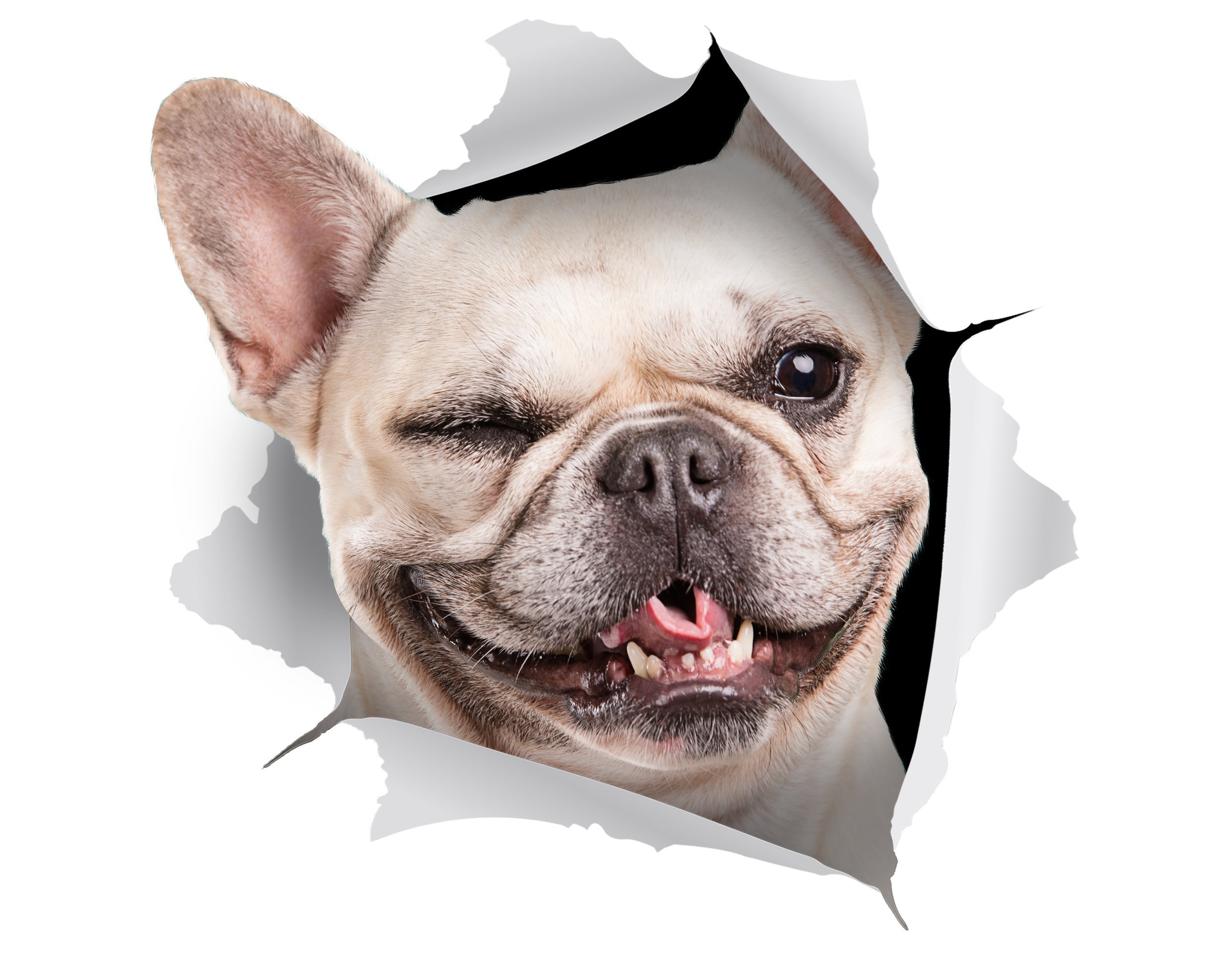 Winston & Bear - 2 Pack - 3D Dog Stickers - Winking French Bulldog Sticker for Wall, Fridge, Toilet and More - Retail Packaged