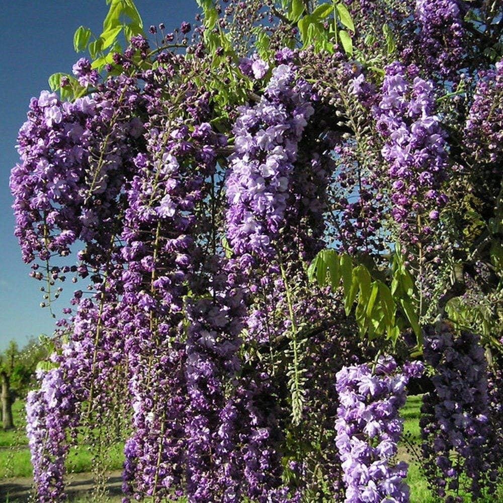 Wisteria floribunda Violacea Plena Black Dragon WisteriaGrafted