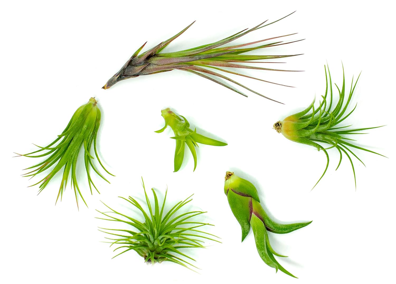 12 Air Plant Variety Pack - Small Tillandsia Terrarium Kit - Assorted Species of Live Tillandsia Tropical House Plants for Sale, 2 to 5 Inches Each - Air Plants for Indoor Home Decor: Grocery & Gourmet Food
